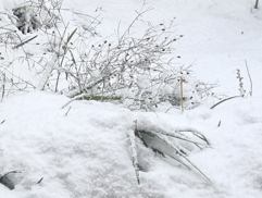 6d027920a2fa23cad4a5b1e863011ed5_1735483384_2656.png 6d027920a2fa23cad4a5b1e863011ed5_1735483384_2656.png